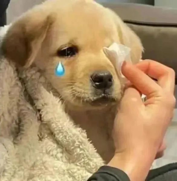 我在大学“喂牛”又“养猪” 我在大学“喂牛”又“养猪”