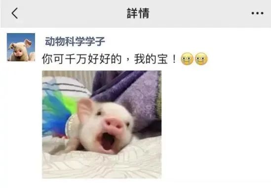 我在大学“喂牛”又“养猪” 我在大学“喂牛”又“养猪”