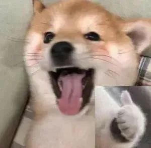 我在大学“喂牛”又“养猪” 我在大学“喂牛”又“养猪”