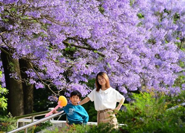 赵立坚点赞的云南这片花海有多美,一起来看 赵立坚点赞的云南这片花海有多美,一起来看
