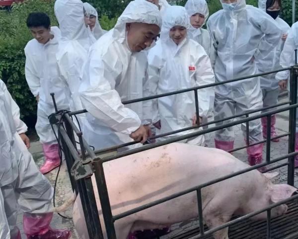 我在大学“喂牛”又“养猪” 我在大学“喂牛”又“养猪”