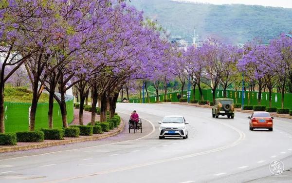 赵立坚点赞的云南这片花海有多美,一起来看 赵立坚点赞的云南这片花海有多美,一起来看