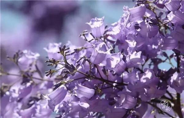 赵立坚点赞的云南这片花海有多美,一起来看 赵立坚点赞的云南这片花海有多美,一起来看