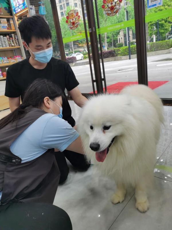 萨摩耶把“自己”跑丢了，民警发朋友圈帮其找回粗心主人