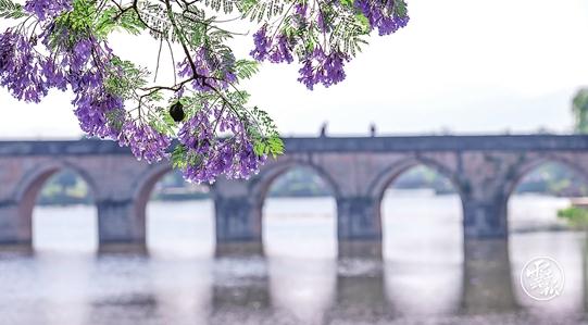 赵立坚点赞的云南这片花海有多美,一起来看 赵立坚点赞的云南这片花海有多美,一起来看