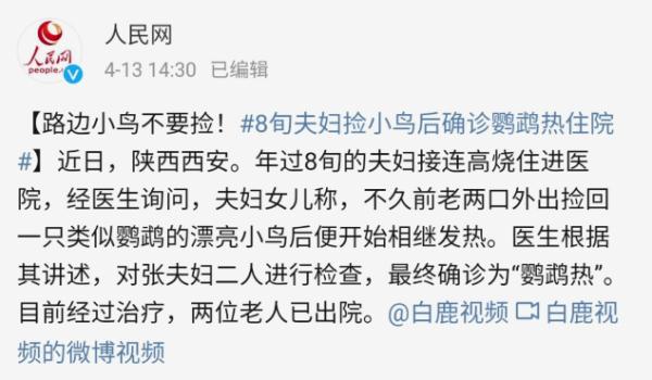 流浪动物不要轻易带回家,当心“鹦鹅热” 流浪动物不要轻易带回家,当心“鹦鹅热”