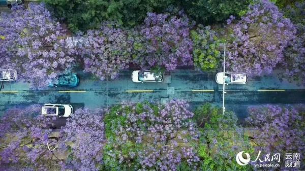 赵立坚点赞的云南这片花海有多美,一起来看 赵立坚点赞的云南这片花海有多美,一起来看