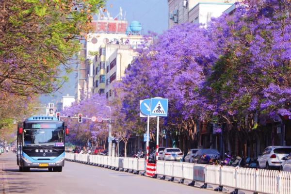 赵立坚点赞的云南这片花海有多美,一起来看 赵立坚点赞的云南这片花海有多美,一起来看