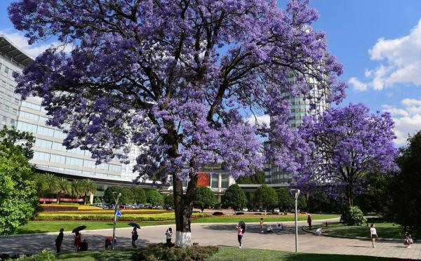 赵立坚点赞的云南这片花海有多美,一起来看 赵立坚点赞的云南这片花海有多美,一起来看