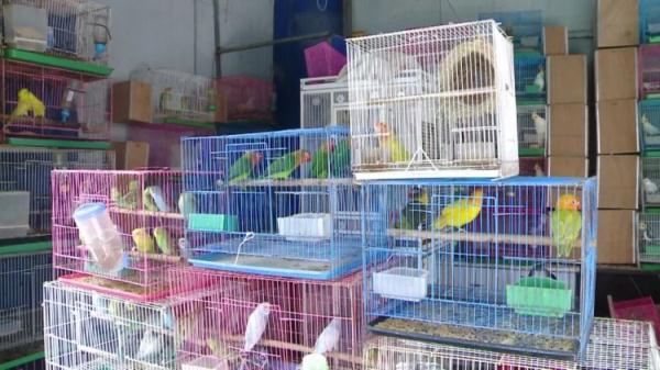 流浪动物不要轻易带回家,当心“鹦鹅热” 流浪动物不要轻易带回家,当心“鹦鹅热”