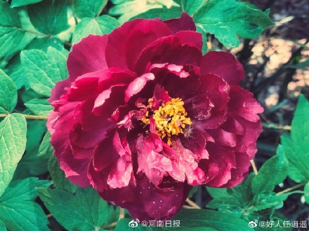 黑牡丹盛放开启洛阳牡丹最佳观赏季