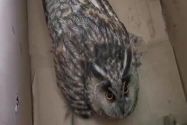 被救治还挺“挑食”!长耳鸮受伤遇上热心民警 被救治还挺“挑食”!长耳鸮受伤遇上热心民警