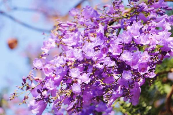 赵立坚点赞的云南这片花海有多美,一起来看 赵立坚点赞的云南这片花海有多美,一起来看