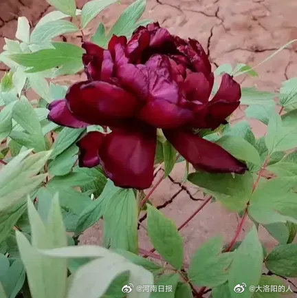 黑牡丹盛放开启洛阳牡丹最佳观赏季