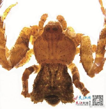 江西发现湘州冠蟹蛛 系亚洲大陆首次发现的冠蟹蛛属新种