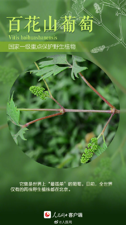 中國珍稀植物圖鑑,你見過幾個?