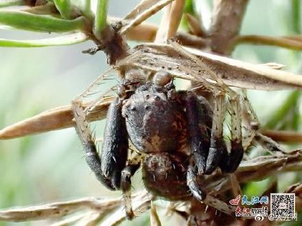 江西发现湘州冠蟹蛛 系亚洲大陆首次发现的冠蟹蛛属新种