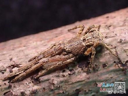 江西发现湘州冠蟹蛛 系亚洲大陆首次发现的冠蟹蛛属新种