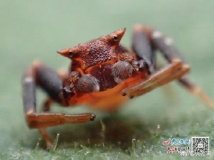 江西发现湘州冠蟹蛛 系亚洲大陆首次发现的冠蟹蛛属新种