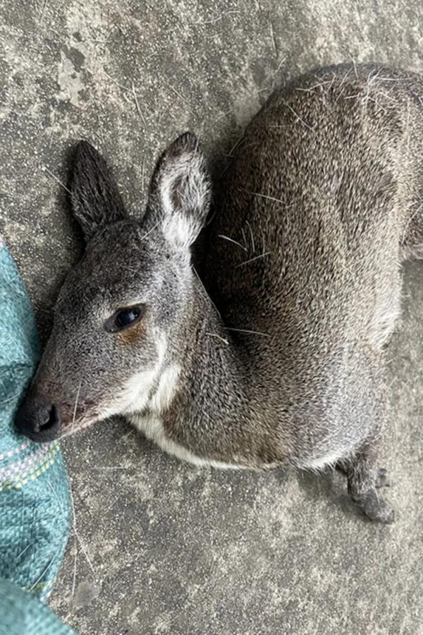 "萌宠"来袭,这些小可爱可不能带回家