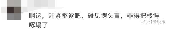 咚咚咚！家住15楼，却每天早上准时传来敲窗声，竟然是……