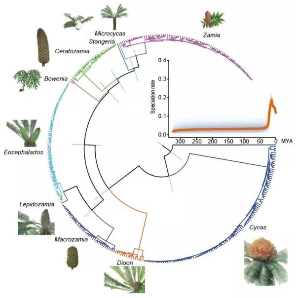 初度发布！现有最陈腐种子植物“身世”之谜有谜底了