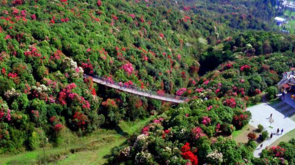真美！赵立坚点赞贵州杜鹃花海