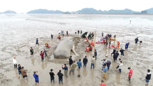 20小时接力救援，搁浅的抹香鲸成功回归大海