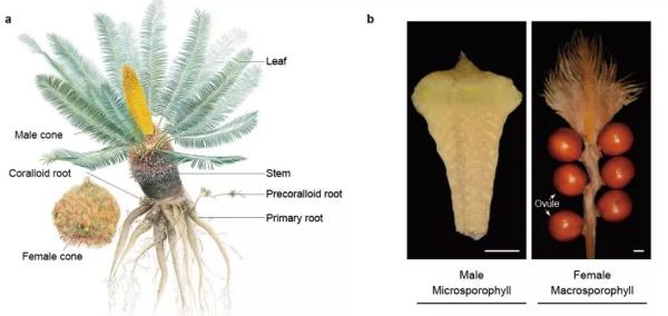 初度发布！现有最陈腐种子植物“身世”之谜有谜底了