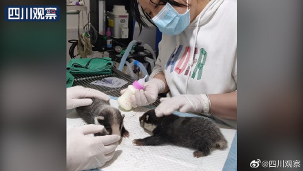 四川村民在路边发现猪獾幼崽