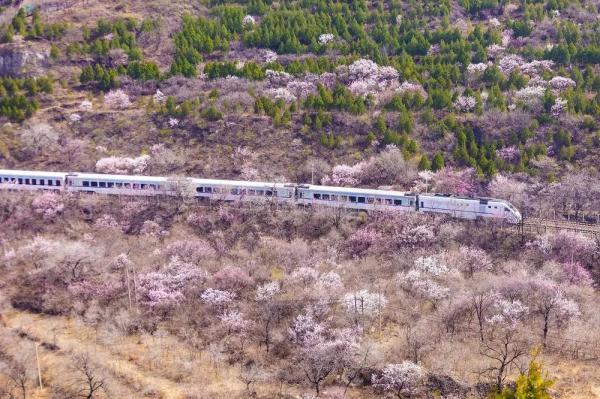 一条“开往春天的列车”带你穿越漫山遍野的花海