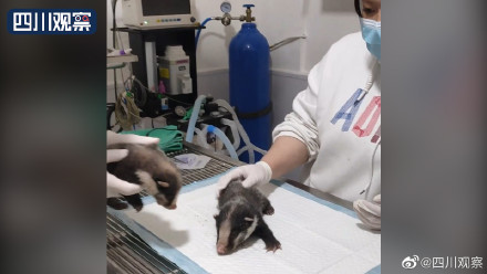 四川村民在路边发现猪獾幼崽