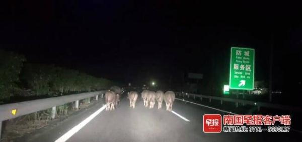 7头水牛结伴夜游高速路，交警随行3公里安全赶离