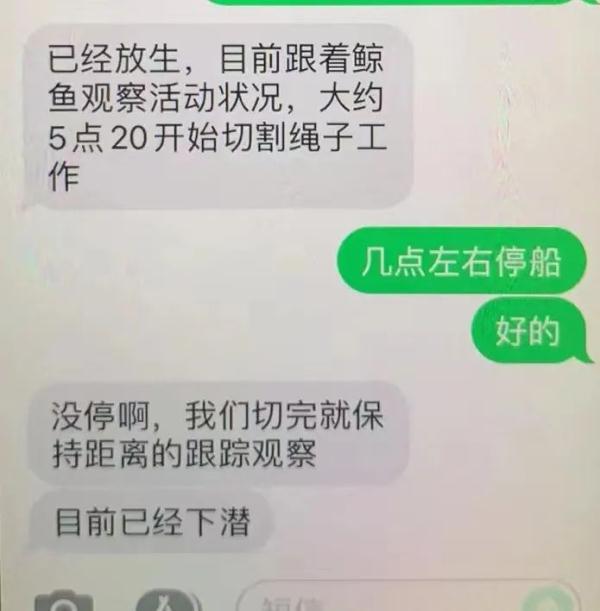 20小时接力救援，搁浅的抹香鲸成功回归大海