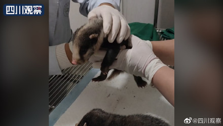四川村民在路边发现猪獾幼崽