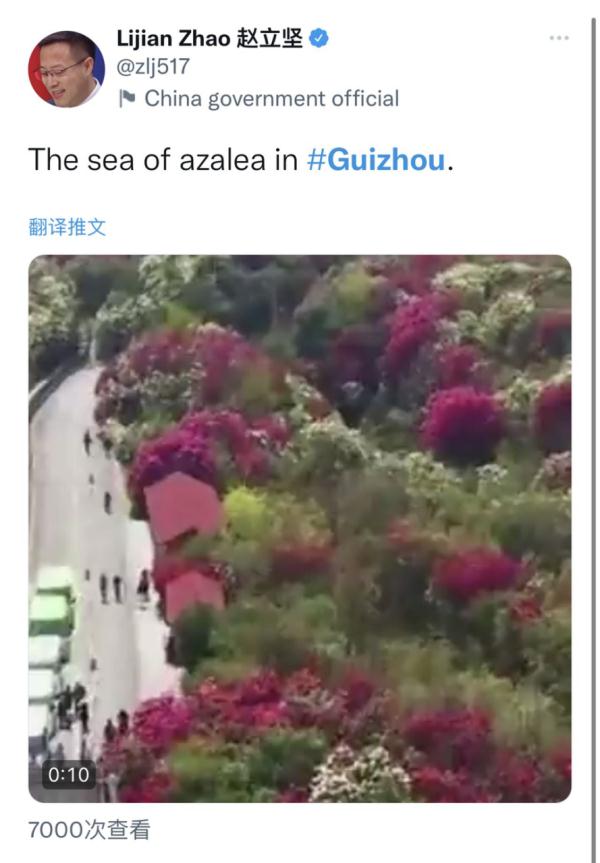 真美！赵立坚点赞贵州杜鹃花海