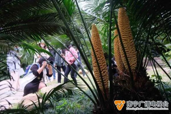 与恐龙同时代的“植物活化石”,你在南宁见过吗? 与恐龙同时代的“植物活化石”,你在南宁见过吗?