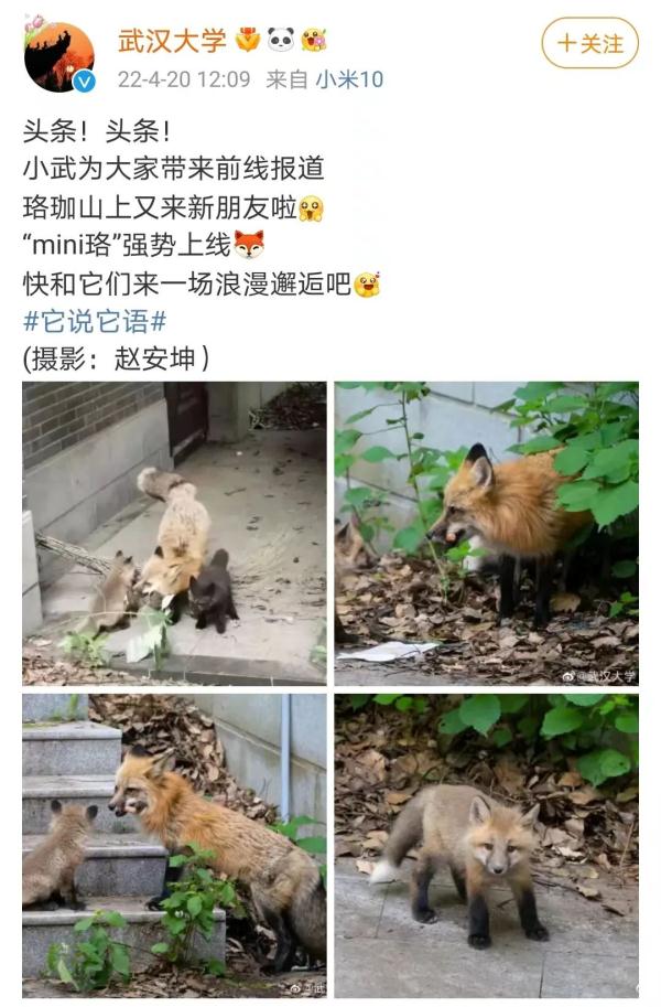 武汉大学的网红狐狸“珞珞”当妈了，两只幼崽一灰一黑