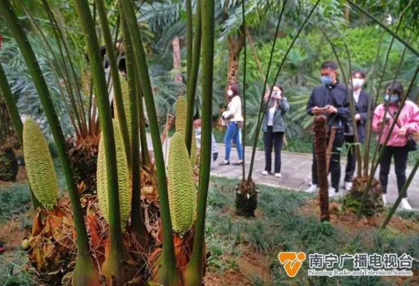 与恐龙同时代的“植物活化石”,你在南宁见过吗? 与恐龙同时代的“植物活化石”,你在南宁见过吗?