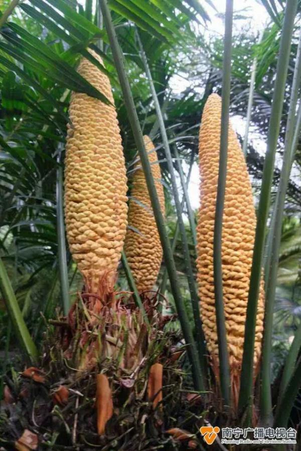 与恐龙同时代的“植物活化石”,你在南宁见过吗? 与恐龙同时代的“植物活化石”,你在南宁见过吗?