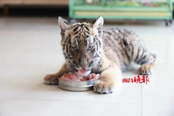 南昌动物园新增一只虎宝宝！