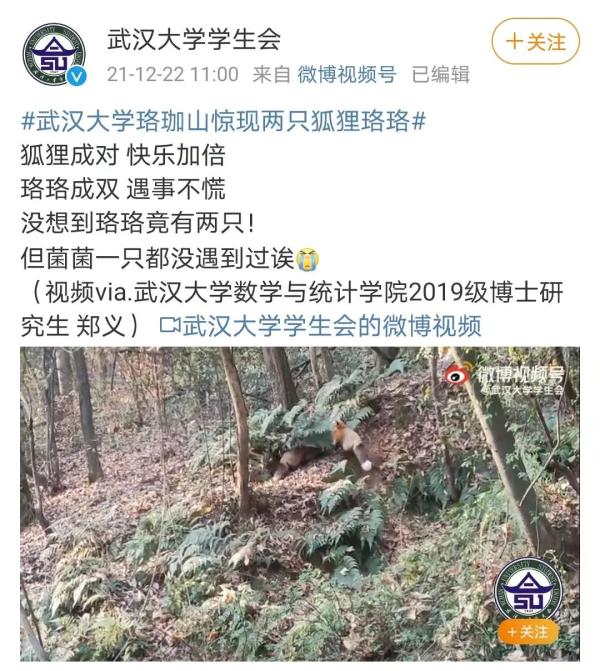 武汉大学的网红狐狸“珞珞”当妈了，两只幼崽一灰一黑