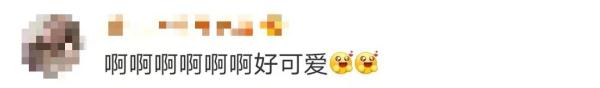 武汉大学的网红狐狸“珞珞”当妈了，两只幼崽一灰一黑