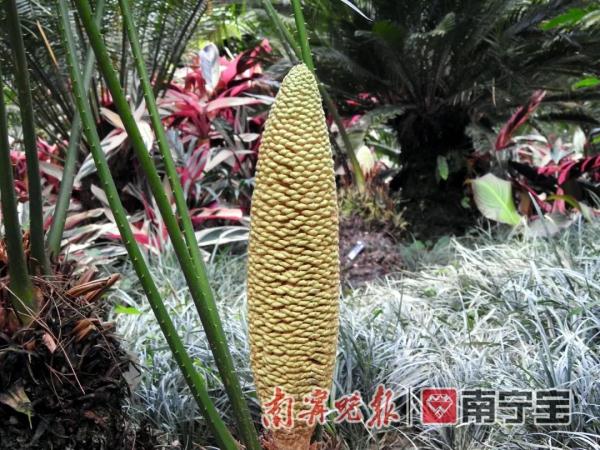 千年铁树开花啦！就在南宁青秀山风景区
