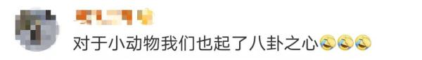 武汉大学的网红狐狸“珞珞”当妈了，两只幼崽一灰一黑