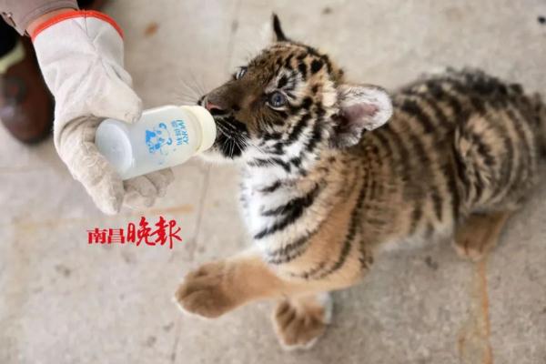 南昌动物园新增一只虎宝宝！