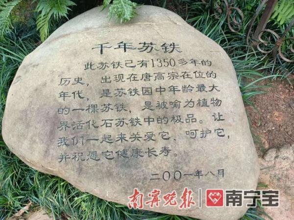 千年铁树开花啦！就在南宁青秀山风景区
