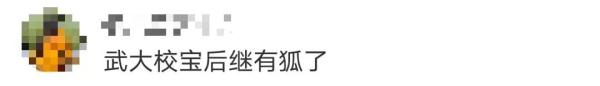 武汉大学的网红狐狸“珞珞”当妈了，两只幼崽一灰一黑