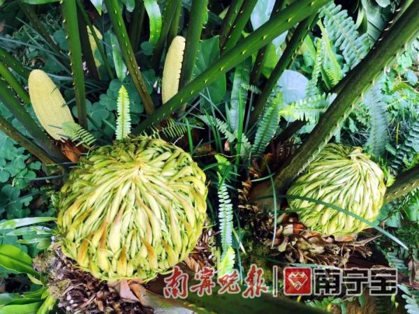 千年铁树开花啦！就在南宁青秀山风景区