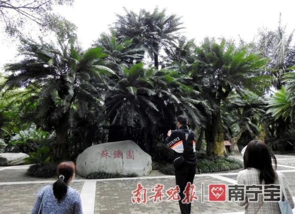 千年铁树开花啦！就在南宁青秀山风景区